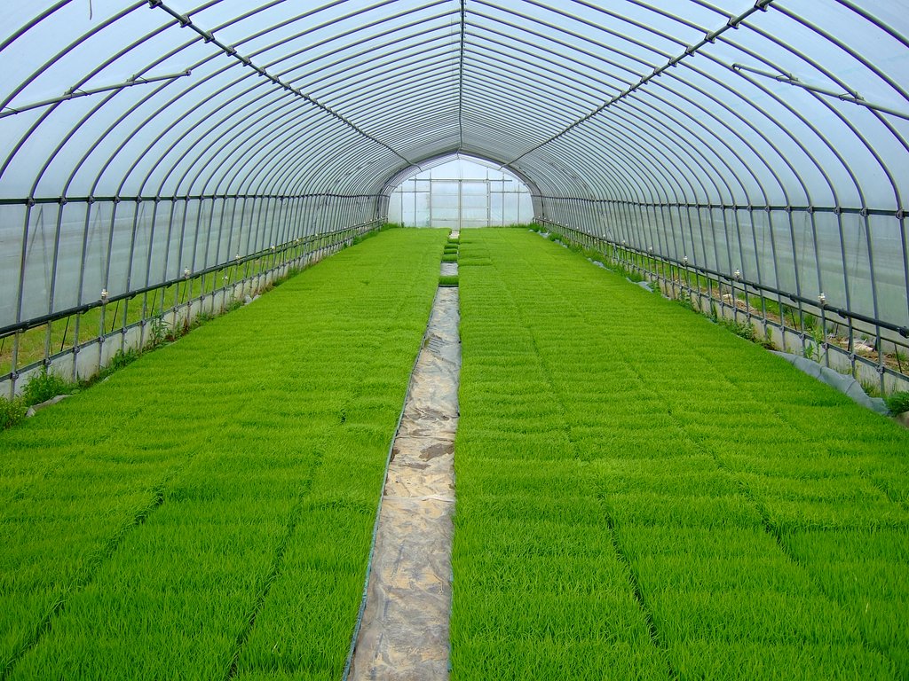 田植え・・・