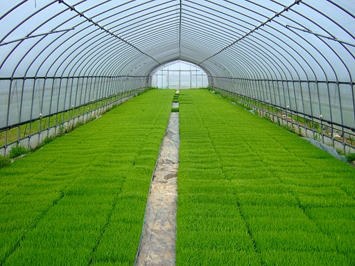 田植え・・・