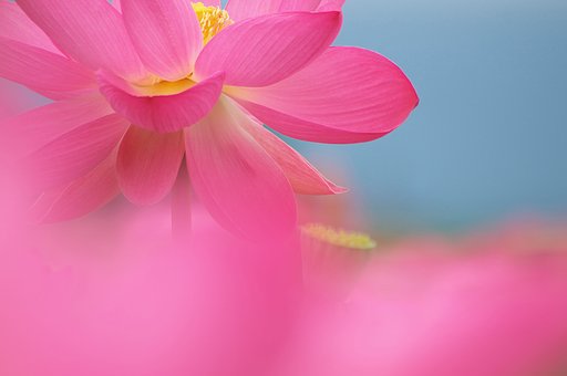 葉月の花