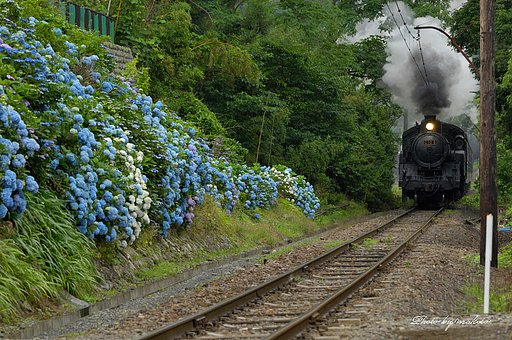 アジサイと蒸気