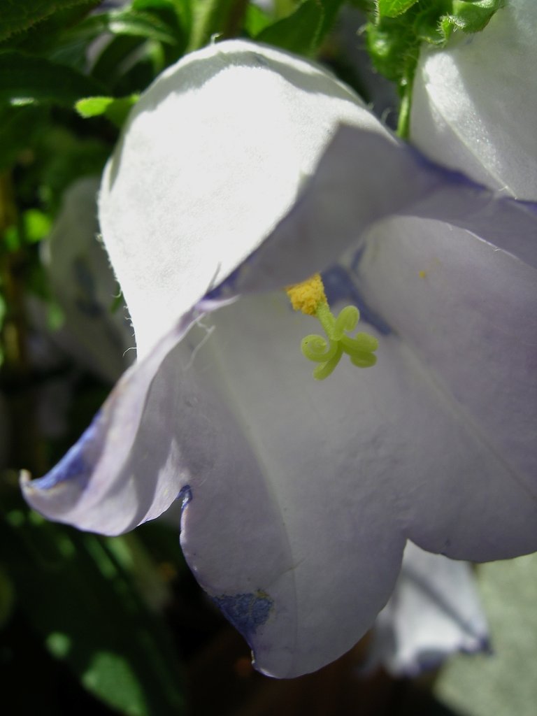 釣鐘の花