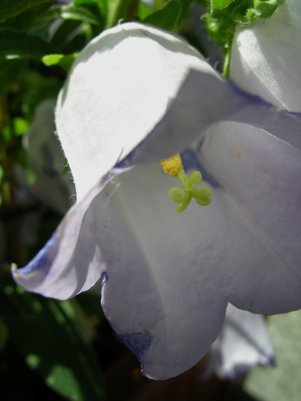 釣鐘の花