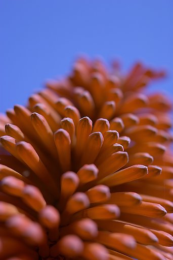 一応、植物だよな？