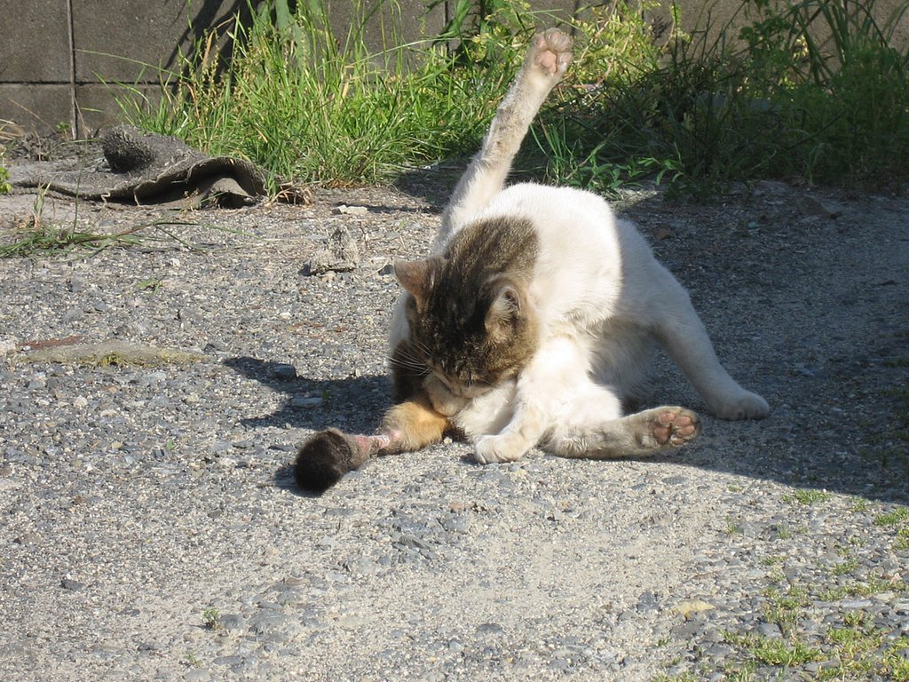 今日の野良４