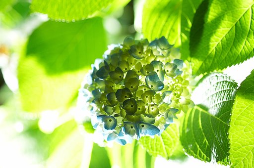 やっとみつけた紫陽花は、