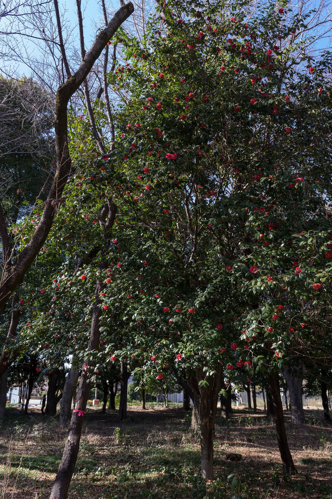TSUBAKI TREE