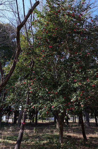 TSUBAKI TREE