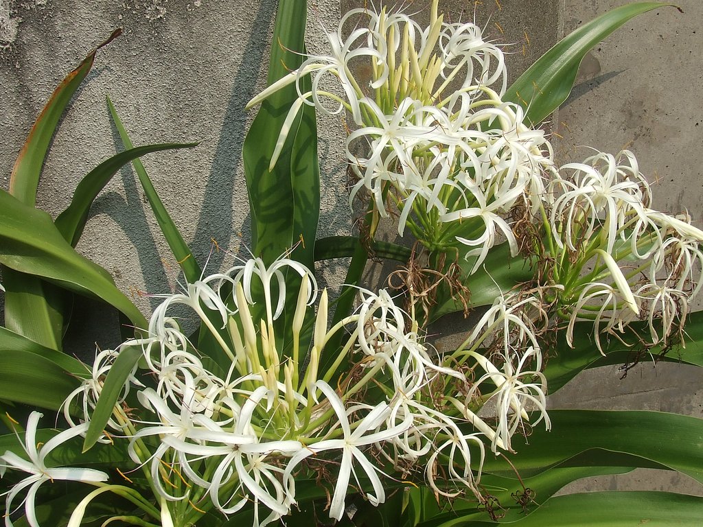 ハマユウの花