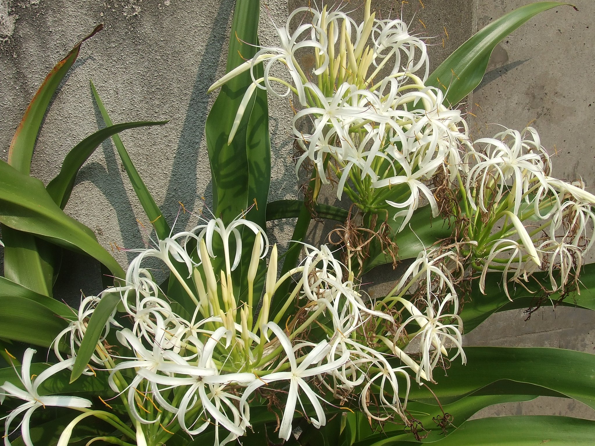 ハマユウの花