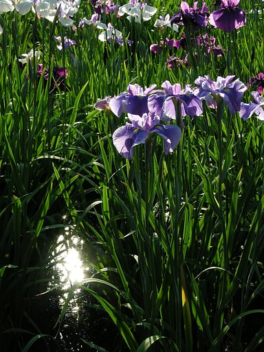 堀切菖蒲園にて
