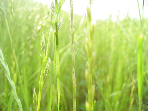 小鳥の視線で