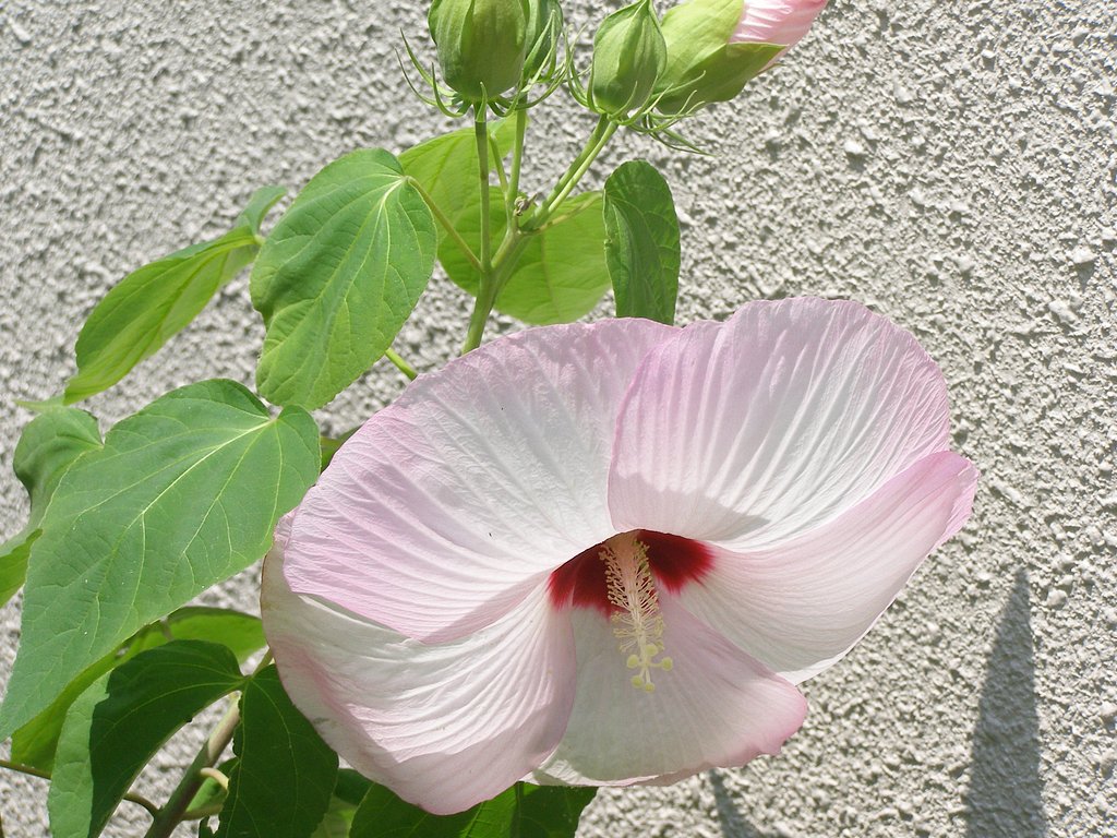 ばかに大きくて
