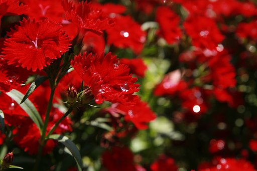 花壇の水遣り