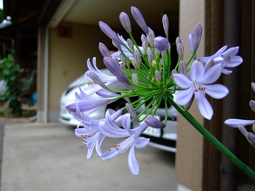 庭の花・・・