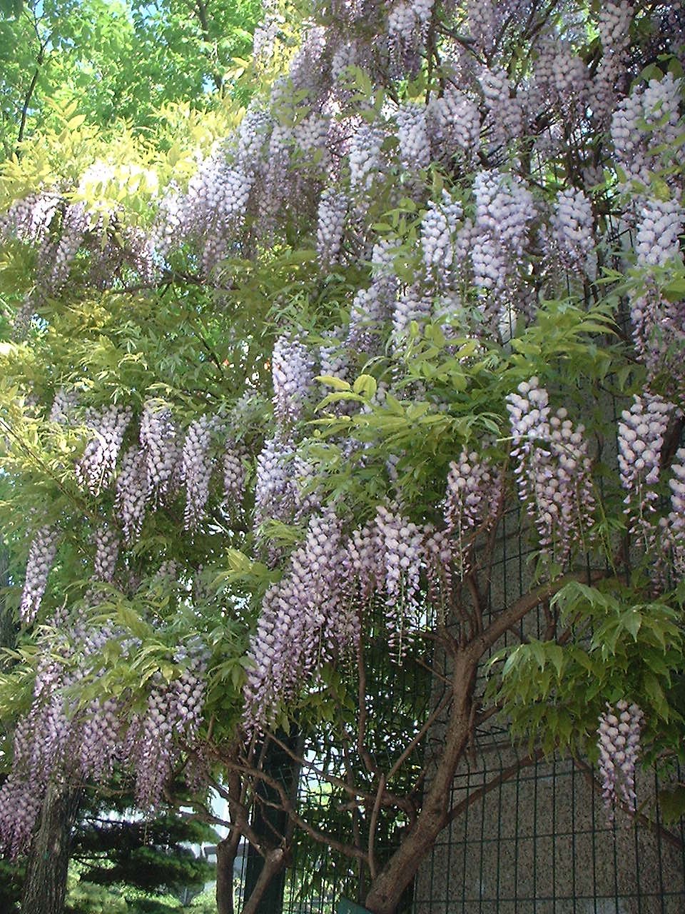 紫が・・