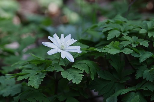 清水山の春（アズマイチゲ）