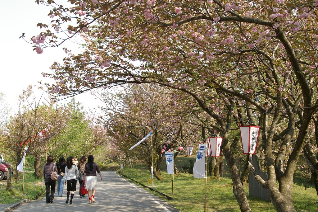 心はウキウキ桜色２