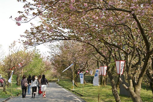 心はウキウキ桜色２