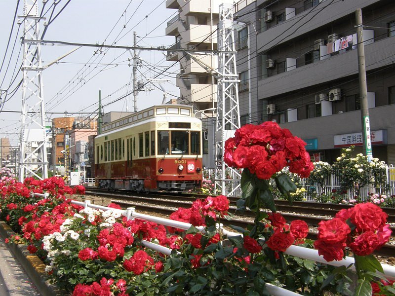 都電とバラ
