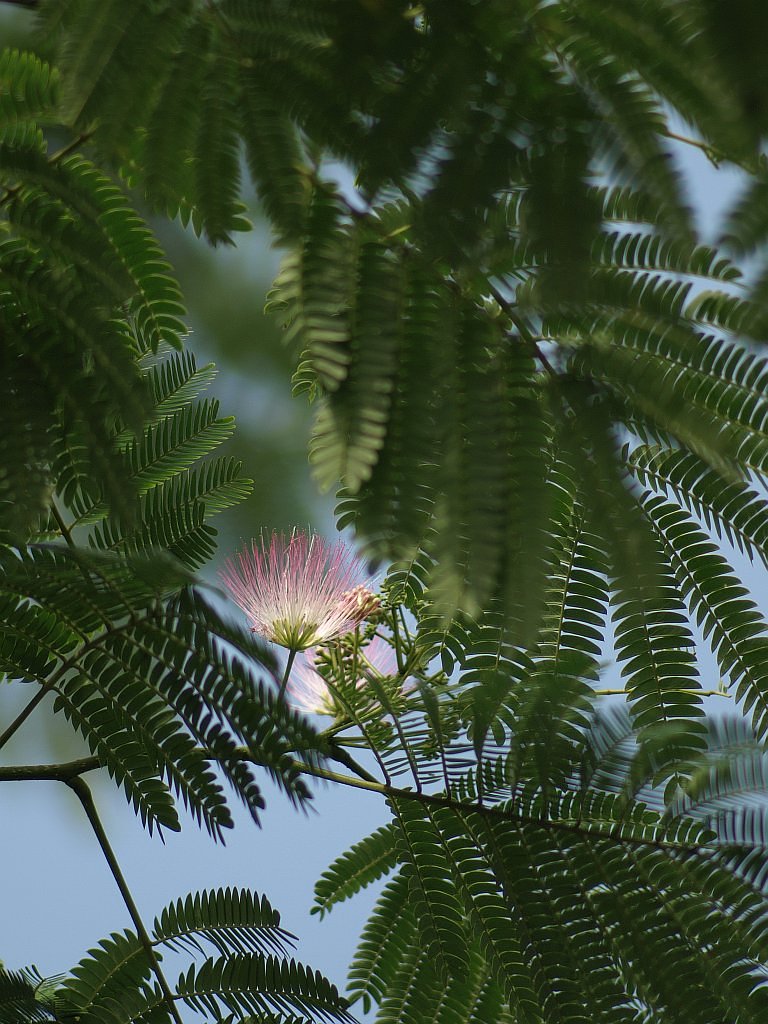 ねむの花