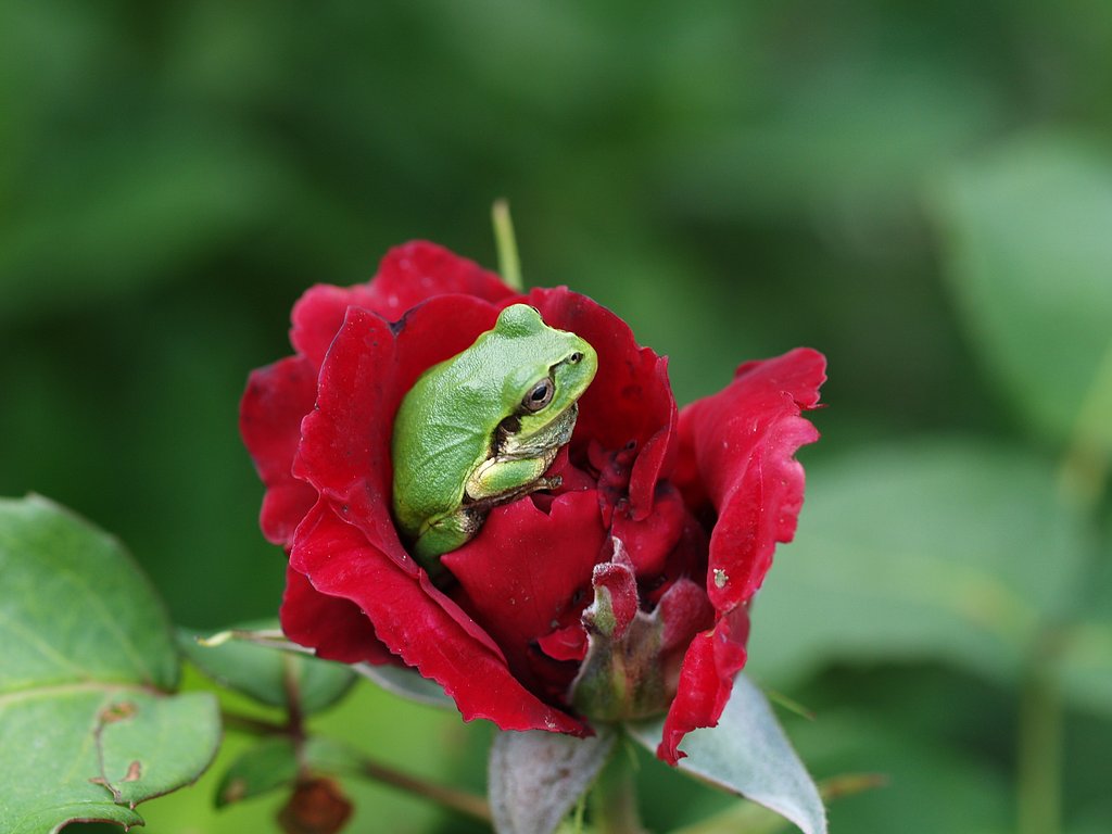 薔薇とアマガエル