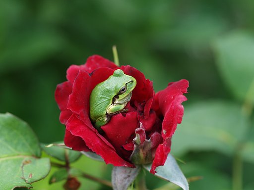 薔薇とアマガエル