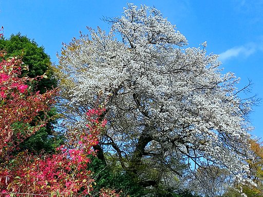 山桜
