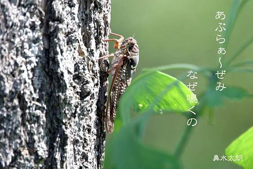 あぶらぁ〜ぜみ