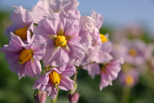 勝手に野菜シリーズ？