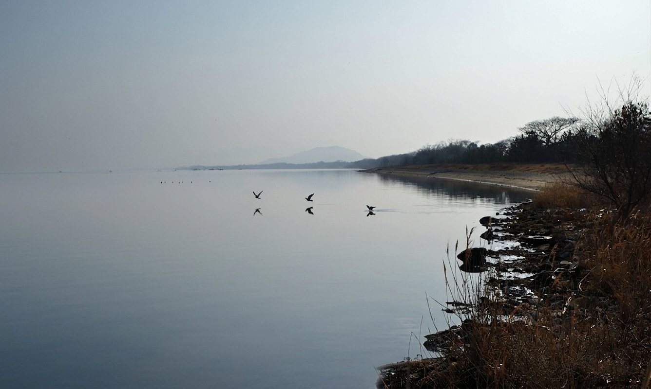 鳥風景
