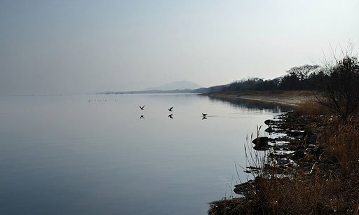 鳥風景