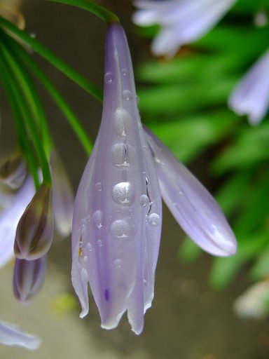 雨玉の恵み・・・