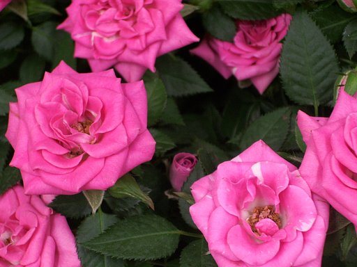 小薔薇