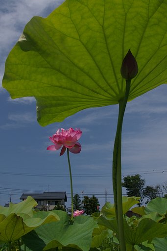 青空に向かって