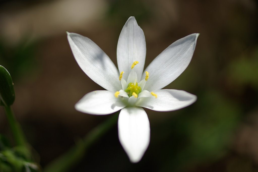 何てお花？