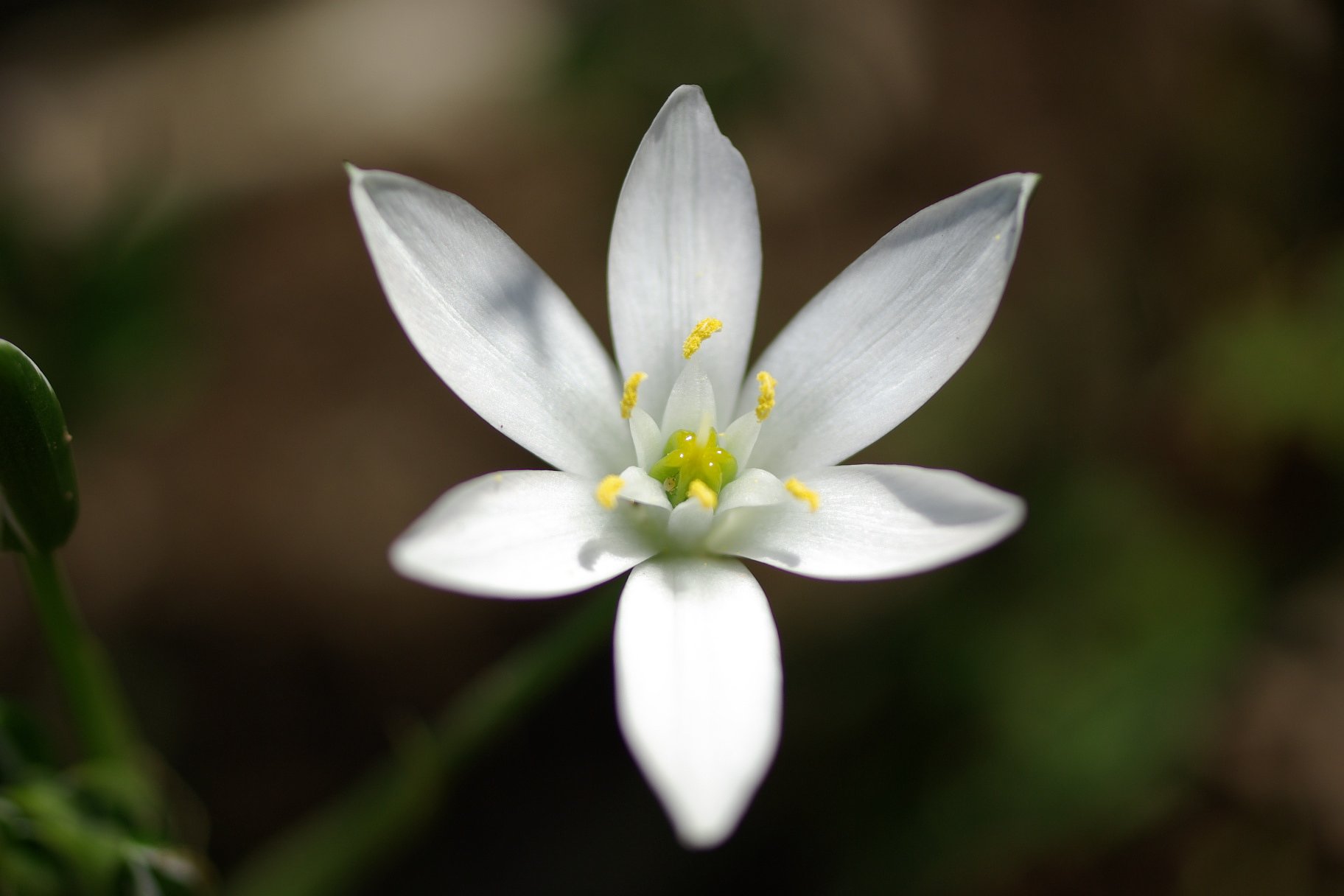 何てお花？