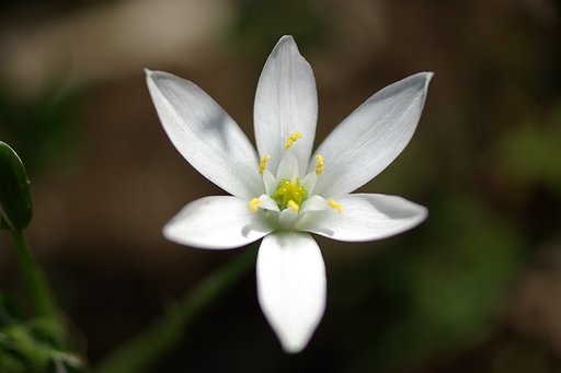 何てお花？