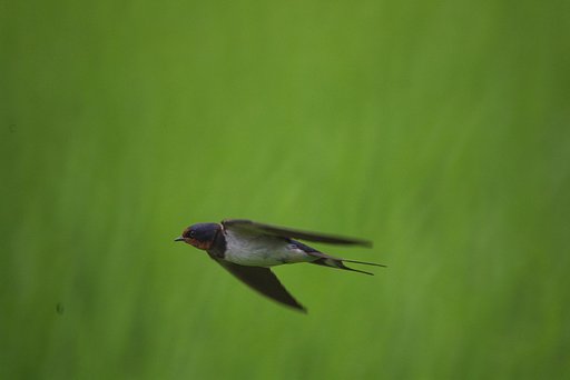 ツバメさん♪〜