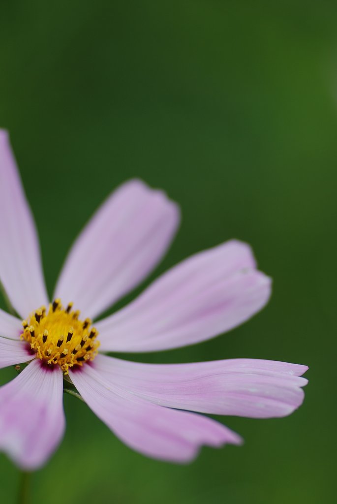 秋桜一輪