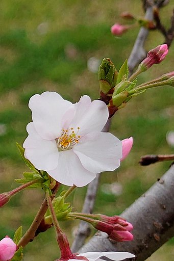 近所の公園にて