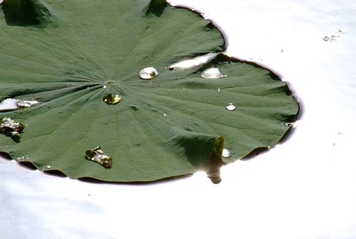 天上の一葉