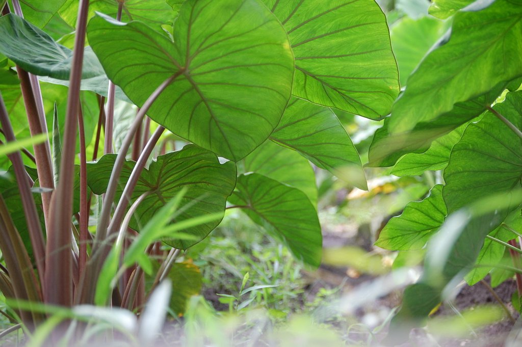 東京野菜