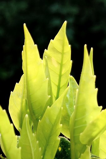 芽吹き ー その４