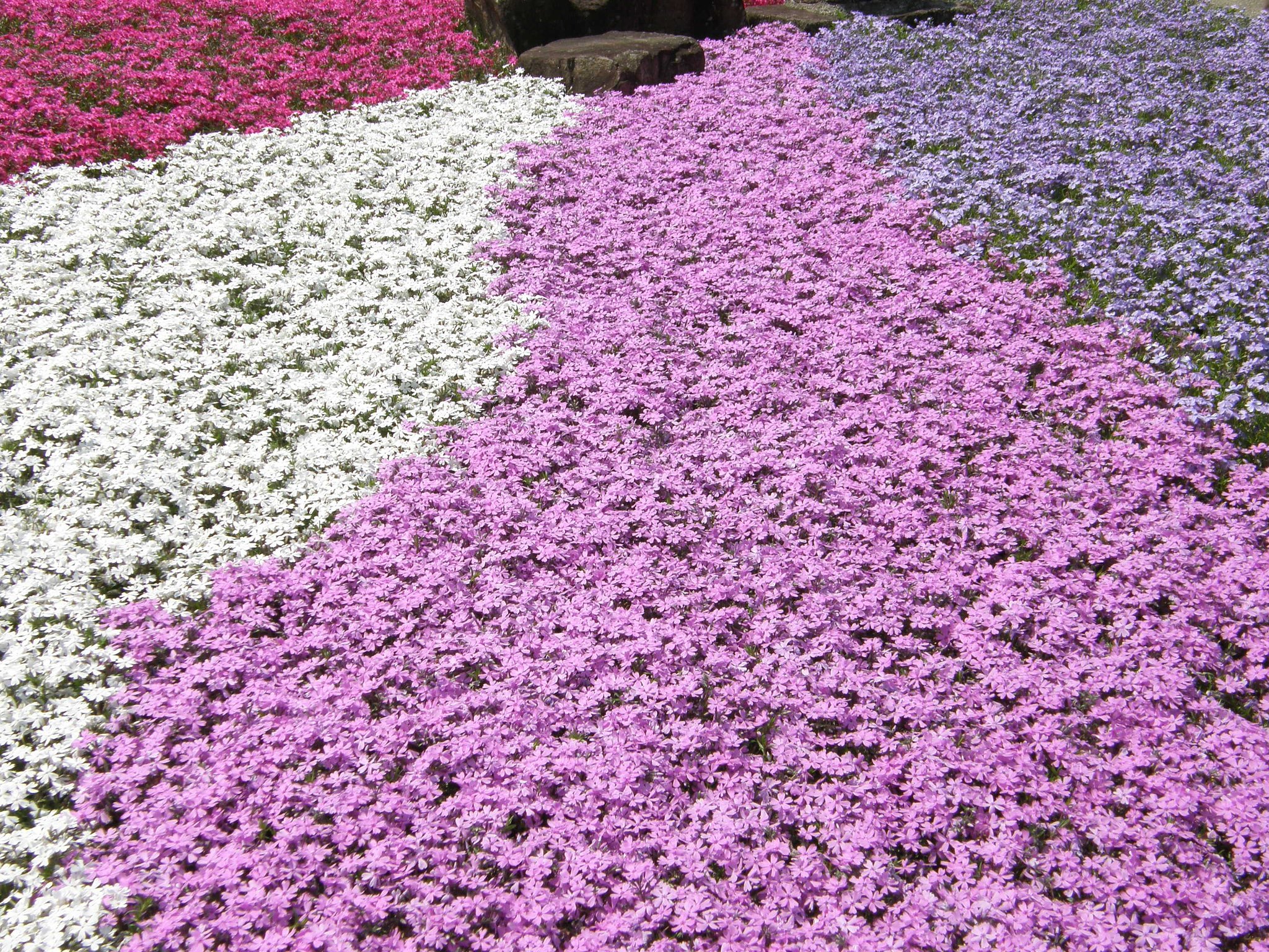 永澤寺の芝桜