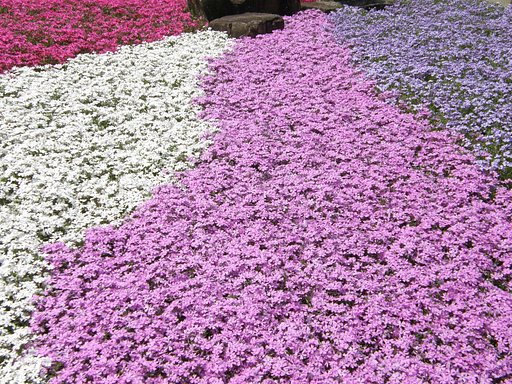 永澤寺の芝桜