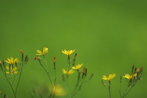 借り物レンズ
