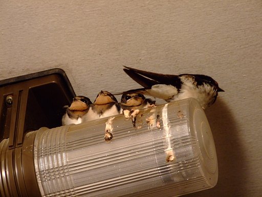 ツバメ