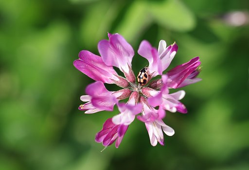 極小の虫たち（その２）