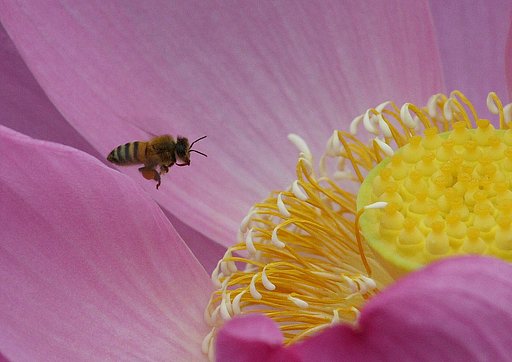 蜜蜂