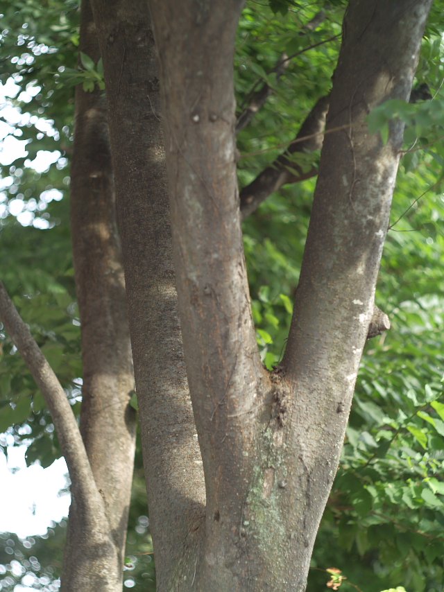 Hexanon52 f1.8 テスト撮り